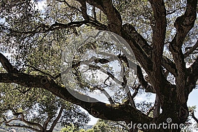 Gnarly tree Stock Photo