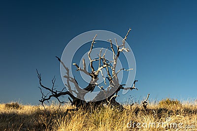 Gnarly Tree Against Blue Sky In Guadalupe Mountains Stock Photo