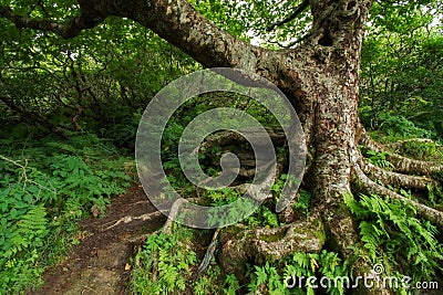 Gnarly Tree at Craggy Gardens Stock Photo