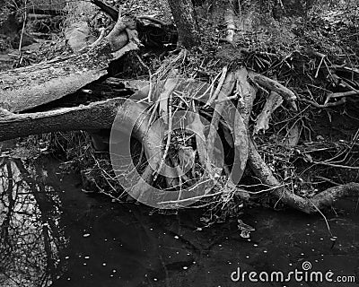 Twisted Tree Roots in River Stock Photo