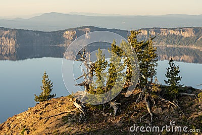 Gnarly Trees Perched On The Cliffs High Over Crater Lake Stock Photo