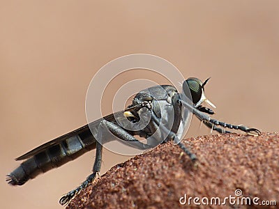 Gnat Ogre 15 Stock Photo