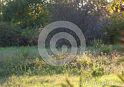 Gnats in the sunset light Stock Photo