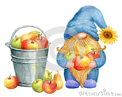 Gnome collects apples harvest in bucket. Thanksgiving or Harvest Day card design. Watercolor drawing Stock Photo