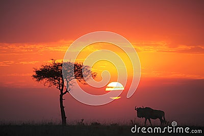 Gnu at sunset Stock Photo