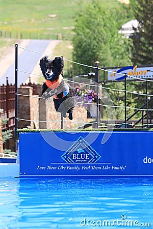 Go Pro Mountain Games Dock Dogs Big Air Competition - Vail, Colorado Editorial Stock Photo