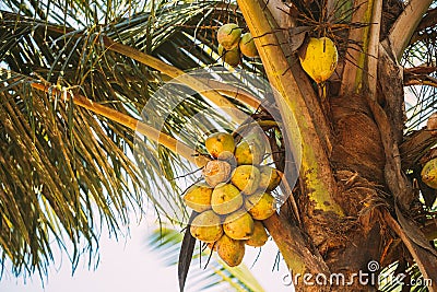 Goa, India. Close View Of Fruits Of Coconut Tree Palm Stock Photo