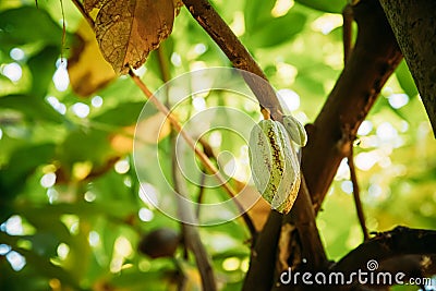 Goa, India. Close View Of Green Fruits Of Cocoa On Tree Stock Photo