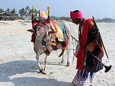 Indian man with holy indian cow decorated with colorful cloth and jewelry on the beach of South Goa Editorial Stock Photo