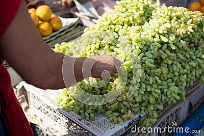 Goa, India, February 2023. Cropped photo of Indian woman customer taking grape fruits from bunches of grapes on stall. Editorial Stock Photo