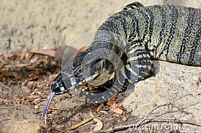 Goanna Stock Photo