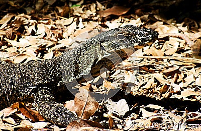 Goanna Stock Photo