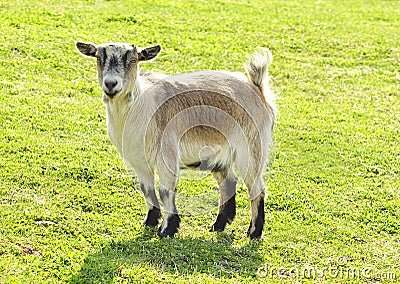 Goat Stock Photo