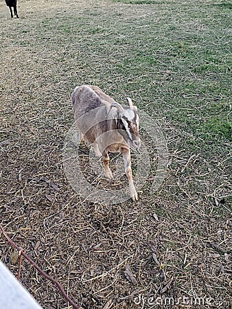 Goat Stock Photo