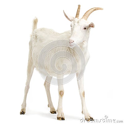 Goat Stock Photo