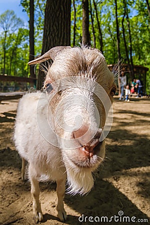 Goat animal farm mammal domestic, farming Stock Photo