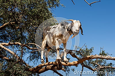 Goat in Argan Argania spinosa tree, Morocco Stock Photo