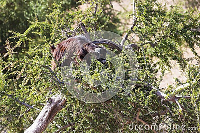 Goat on a Argan tree (Argania Spinosa). Stock Photo