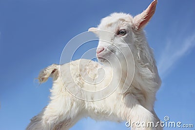 Goat baby Stock Photo