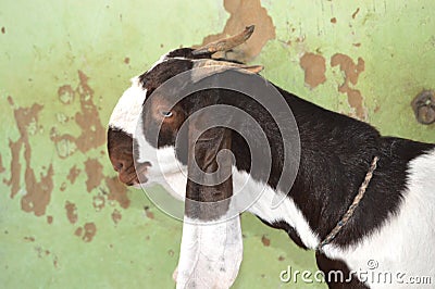 Goat beautiful smart picture 20 Stock Photo