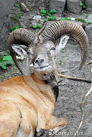 Goat with big hornes Stock Photo