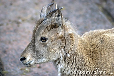 Goat with big hornes portrait at grey stone background. Stock Photo