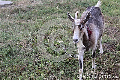 goat with big horns grazing in a meadow Stock Photo