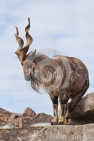 A goat with big horns mountain goat marchur stands alone on a rock, mountain landscape and sky. Allegory on scapegoat Stock Photo