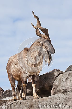 A goat with big horns mountain goat marchur stands alone on a rock, mountain landscape and sky. Allegory on scapegoat Stock Photo