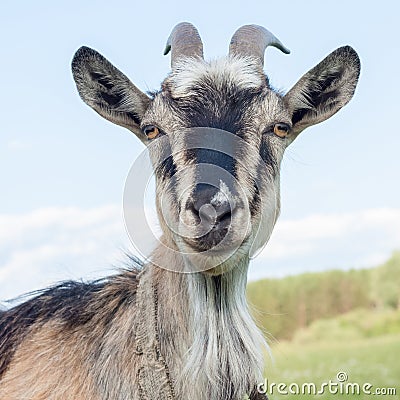 Goat Stock Photo