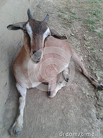 goat, brown bengal goat Stock Photo