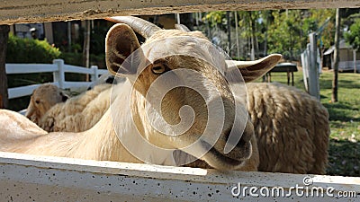 Goat brown goat funny face small goat animals Stock Photo