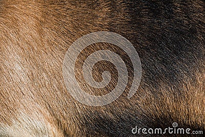Goat brown fur background skin natural texture Stock Photo