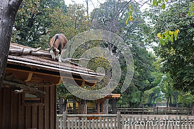 A Goat That Climbed On The Wooden Roof Of A Stable Looking For Food Stock Photo