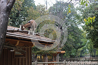 A Goat That Climbed On The Wooden Roof Of A Stable Looking For Food Stock Photo