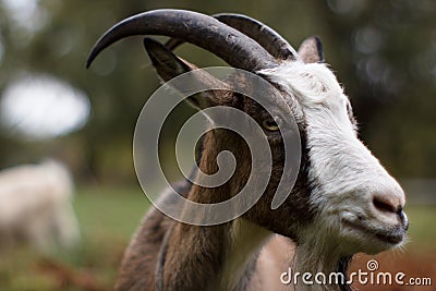 Goat closeup face friendly - animal, billy goat, he-goat Stock Photo