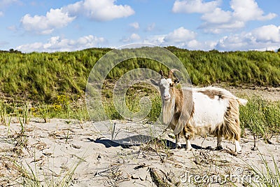 A goat in the Dutch dunes Stock Photo