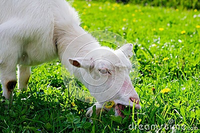 Goat eating Stock Photo