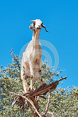 Goat eating argan fruits, Morocco, Northern Africa. Stock Photo