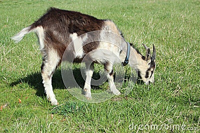 Goat eating grass Stock Photo