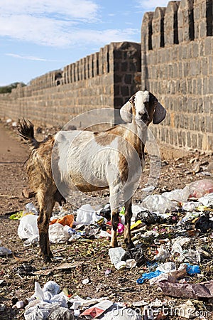 Goat eating rubbish. Stock Photo