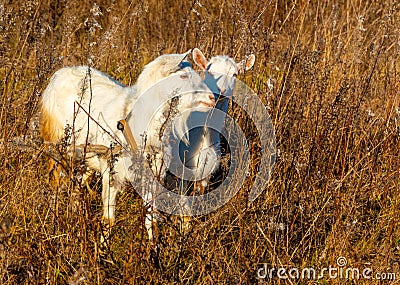 Goat eating withered grass, Livestock on a pasture. White goats. Cattle on a village farm. Cattle on a village farm. Stock Photo