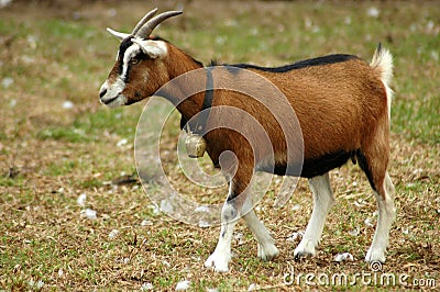 Goat on farm Stock Photo