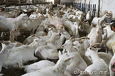 Goat farm Stock Photo