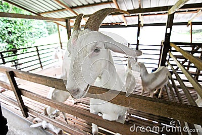 Penang Saanen Dairy Goat Farm Stock Photo