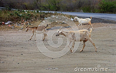 goat farming in bahia Stock Photo