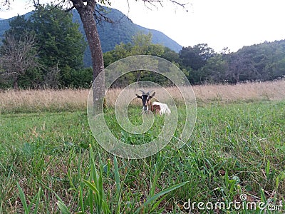He goat in the field Stock Photo