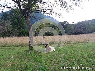 He goat in the field Stock Photo