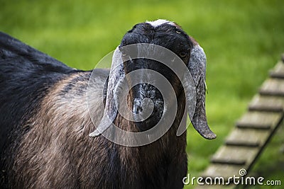 Goat funny / black goat standing in the farm Stock Photo