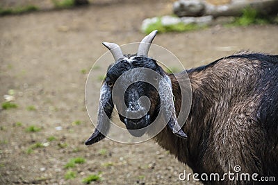 Goat funny / black goat standing in the farm Stock Photo